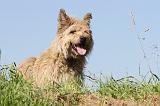 BOUVIER DES ARDENNES 065